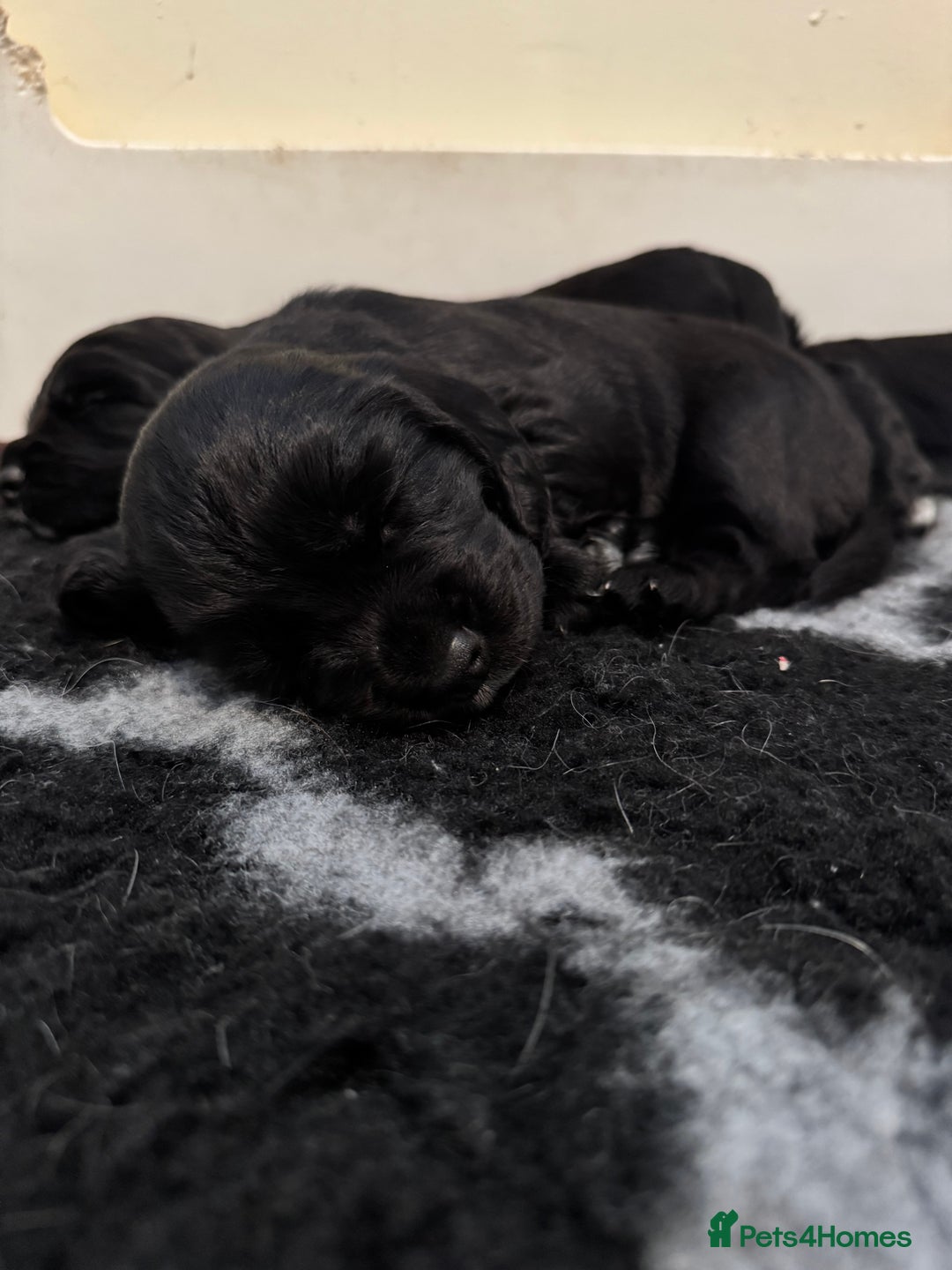 Cocker Spaniel dogs for sale: Cocker Spaniel puppies - Image 3