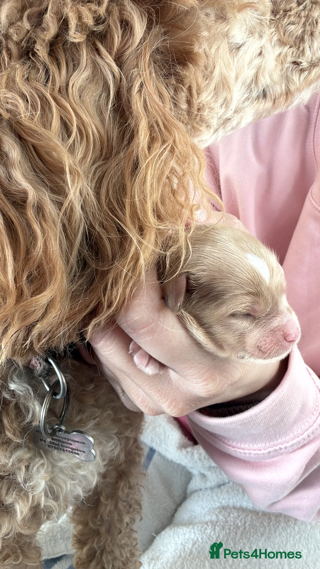 Cavapoo dogs for sale: F1 cavapoos fully genetic tested 5* breeder  - Advert 6