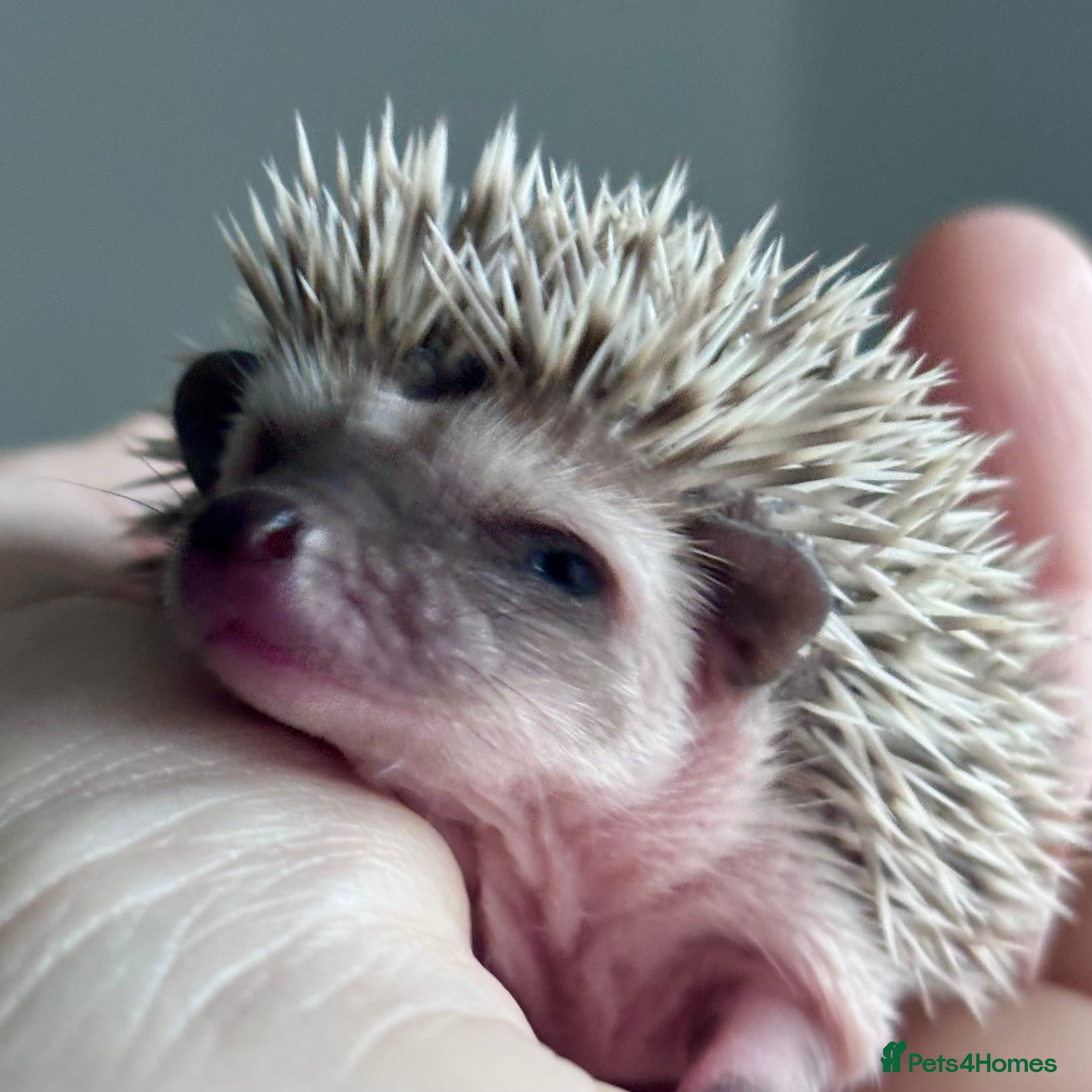 Pygmy Hedgehog rodents Girls Boys Ethically Bred African Pygmy Hedgehogs - Advert 9
