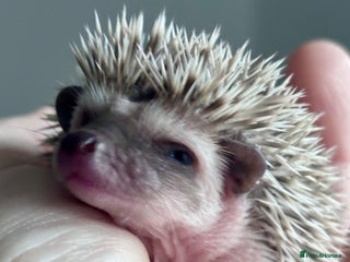 Pygmy Hedgehog rodents Girls Boys Ethically Bred African Pygmy Hedgehogs - Advert 9