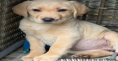 Labrador Retriever dogs - Advert 7