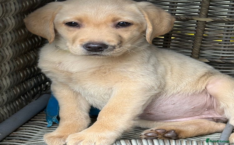 Labrador Retriever dogs - Advert 7