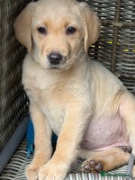 Labrador Retriever dogs - Advert 7