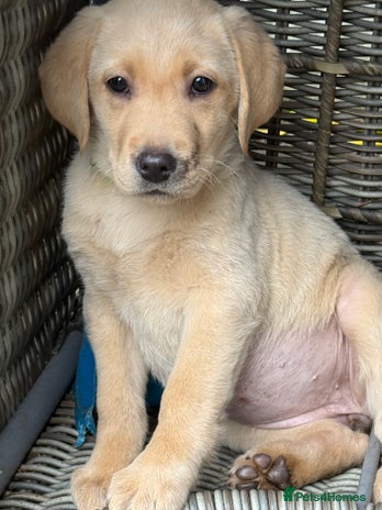 Labrador Retriever dogs - Advert 7