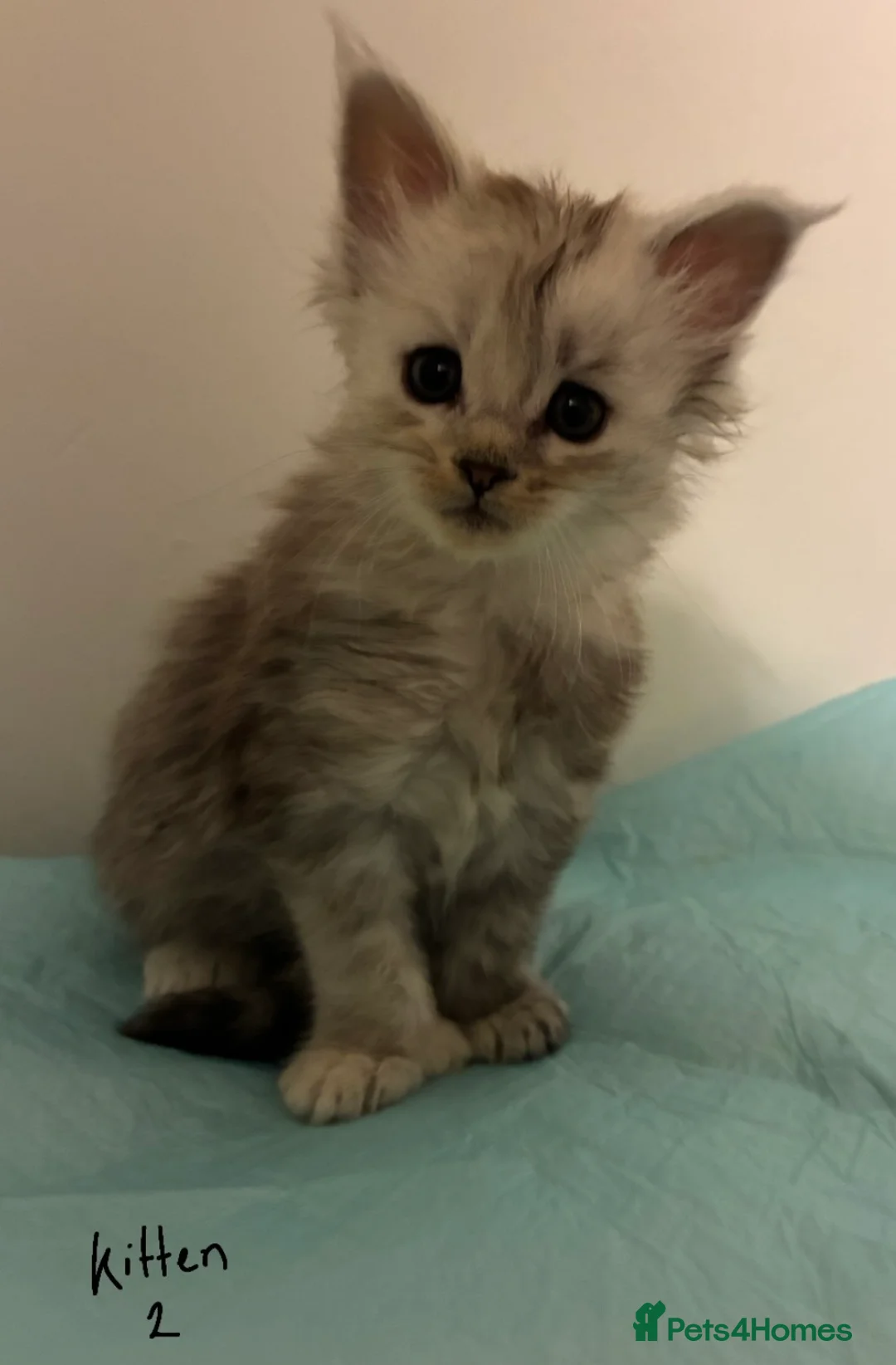 Maine Coon cats for sale: Polydactyl Maine Coon Kittens — TICA Registered  - Advert 5