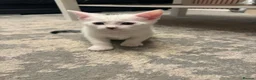 Mixed Breed cats for sale: Kittens For Sale - Advert 5