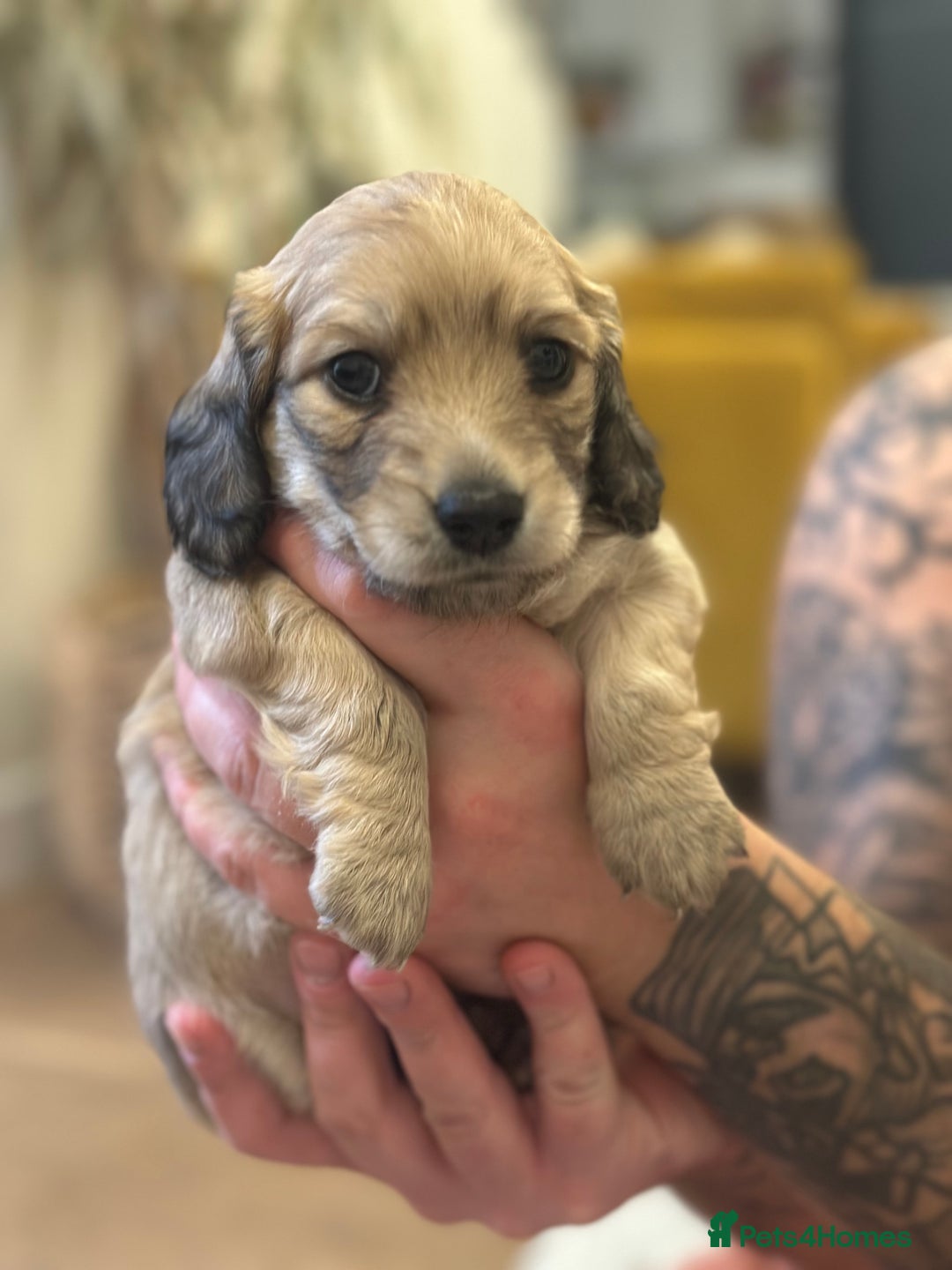 Miniature Dachshund dogs for sale: Long haired miniature shaded cream dachshund  - Advert 6