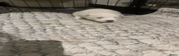 Samoyed dogs for sale:     Adorable Samoyed Puppies Looking for 5★ Homes - Advert 10