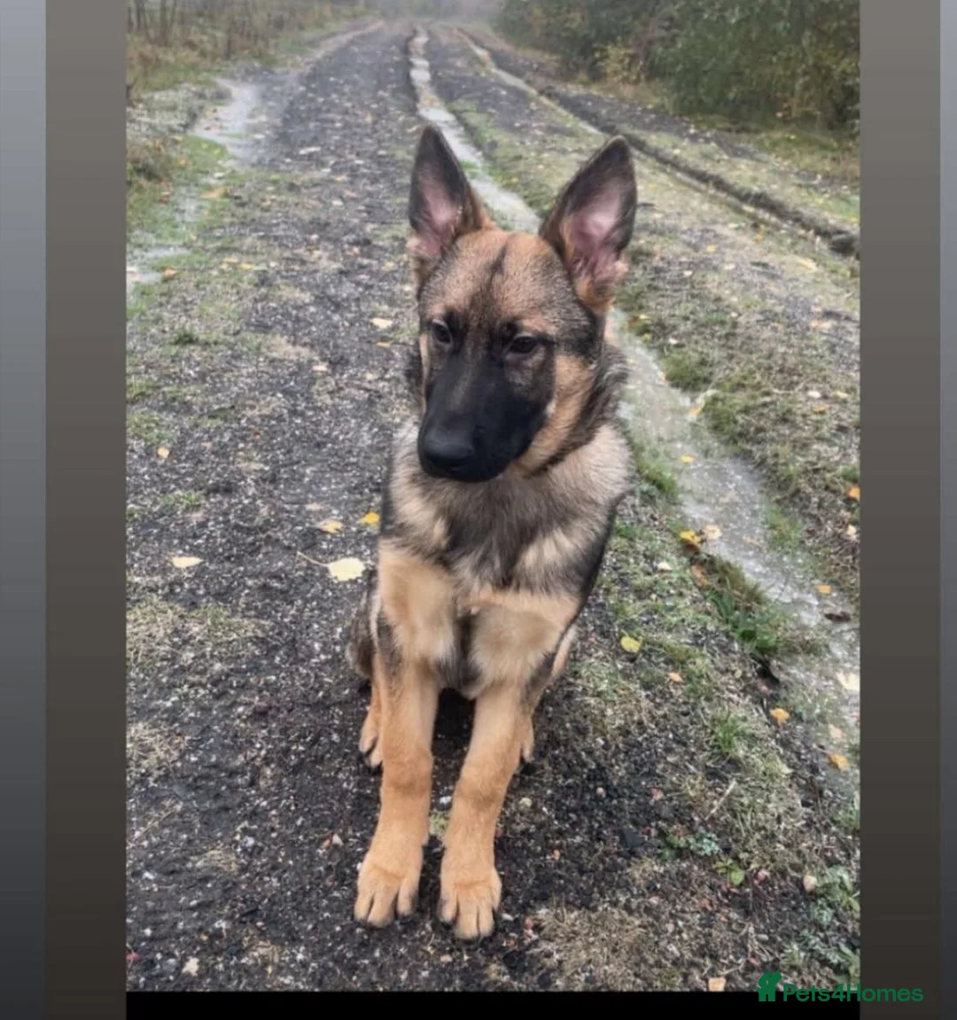 German Shepherd dogs for sale: German Shepherd  - Advert 4