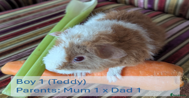 Guinea Pig rodents - Advert 1