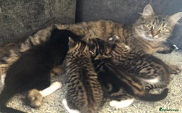 Mixed Breed cats for sale: Kittens for sale - Image 5