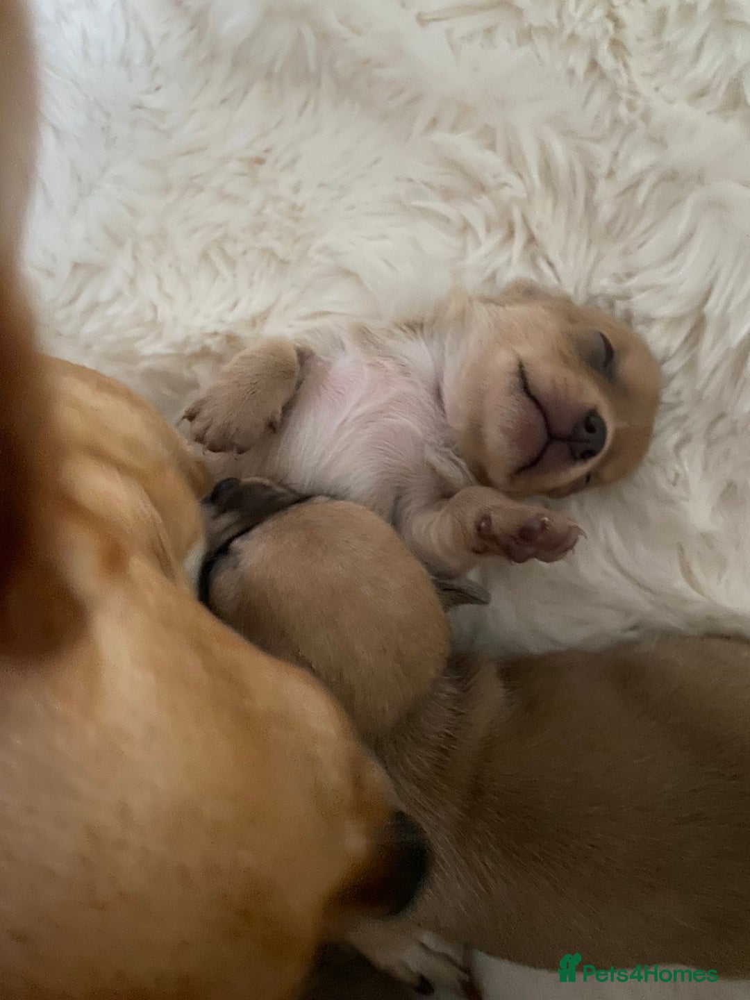 Chihuahua dogs for sale: Stunning Chihuahuas  - Advert 17