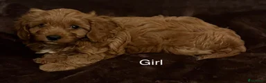 Cavapoo 3