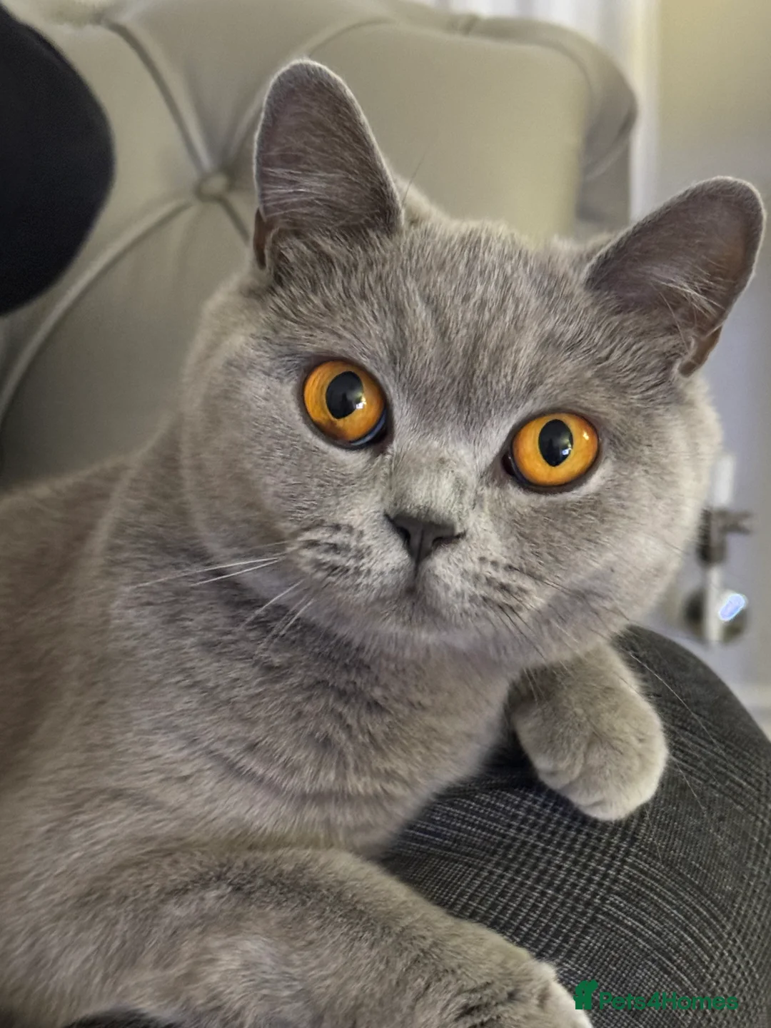 British Shorthair cats for sale: British short hair BOY.  - Advert 9