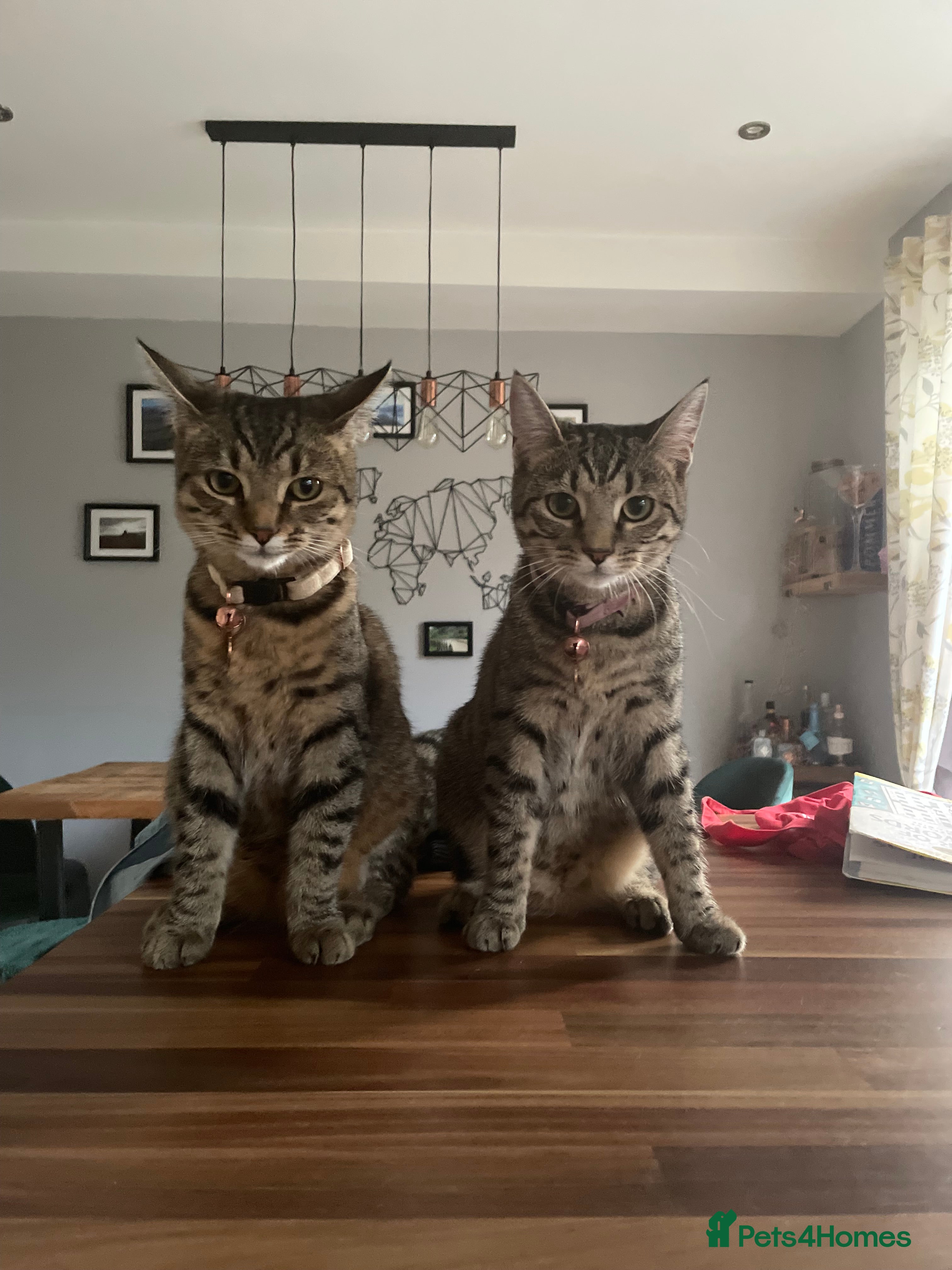 Mixed Breed cats Two short hair mixed breed cats  - Advert 3