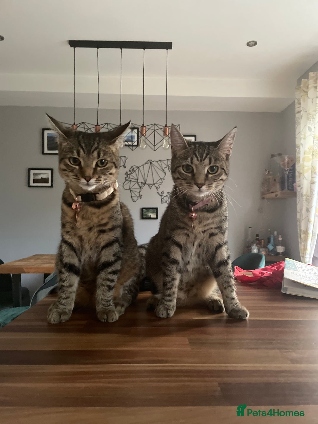 Mixed Breed cats for sale: Two short hair mixed breed cats  - Advert 1