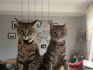 Mixed Breed cats Two short hair mixed breed cats - Advert 2