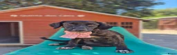 Mixed Breed dogs for adoption: Huggable Hazel - Advert 5
