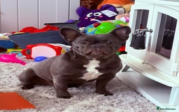 French Bulldog dogs for sale: French bulldog pup  - Image 2