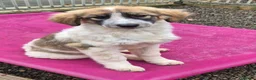 Mixed Breed dogs for adoption: Lola, Lena, Luna and Lyra  - Advert 11