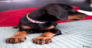 Dobermann dogs - Advert 1