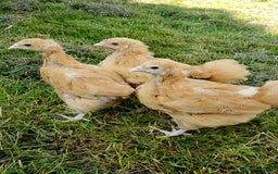 Chickens poultry for sale: Buff Oprington Large Fowl Chicks Available  - Image 7