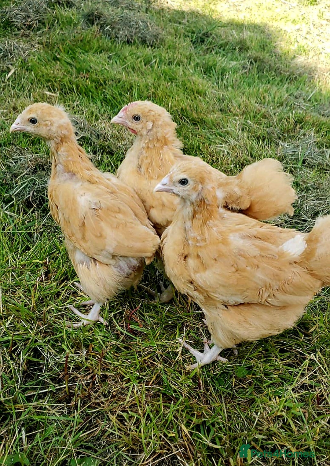 Chickens poultry for sale: Buff Oprington Large Fowl Chicks Available  - Image 7