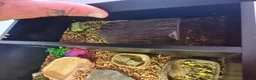 Hermann Tortoise reptiles for sale: Hermann’s Tortoise + Full Setup - Advert 5