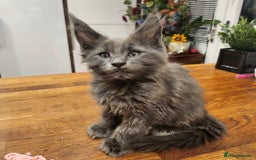 Maine Coon cats for sale: Maine coon purebred pedigre xl active in Barnsley - Image 35