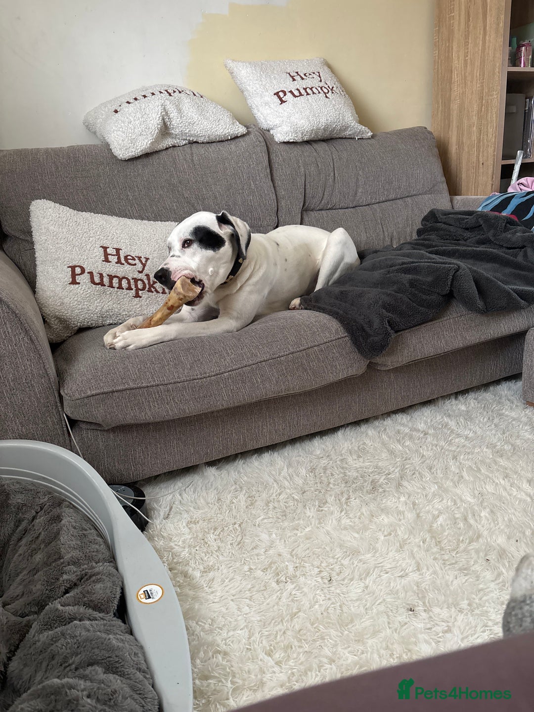 Mixed Breed dogs for sale: Needs new home asap - Advert 6