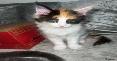 Maine Coon cats - Advert 5