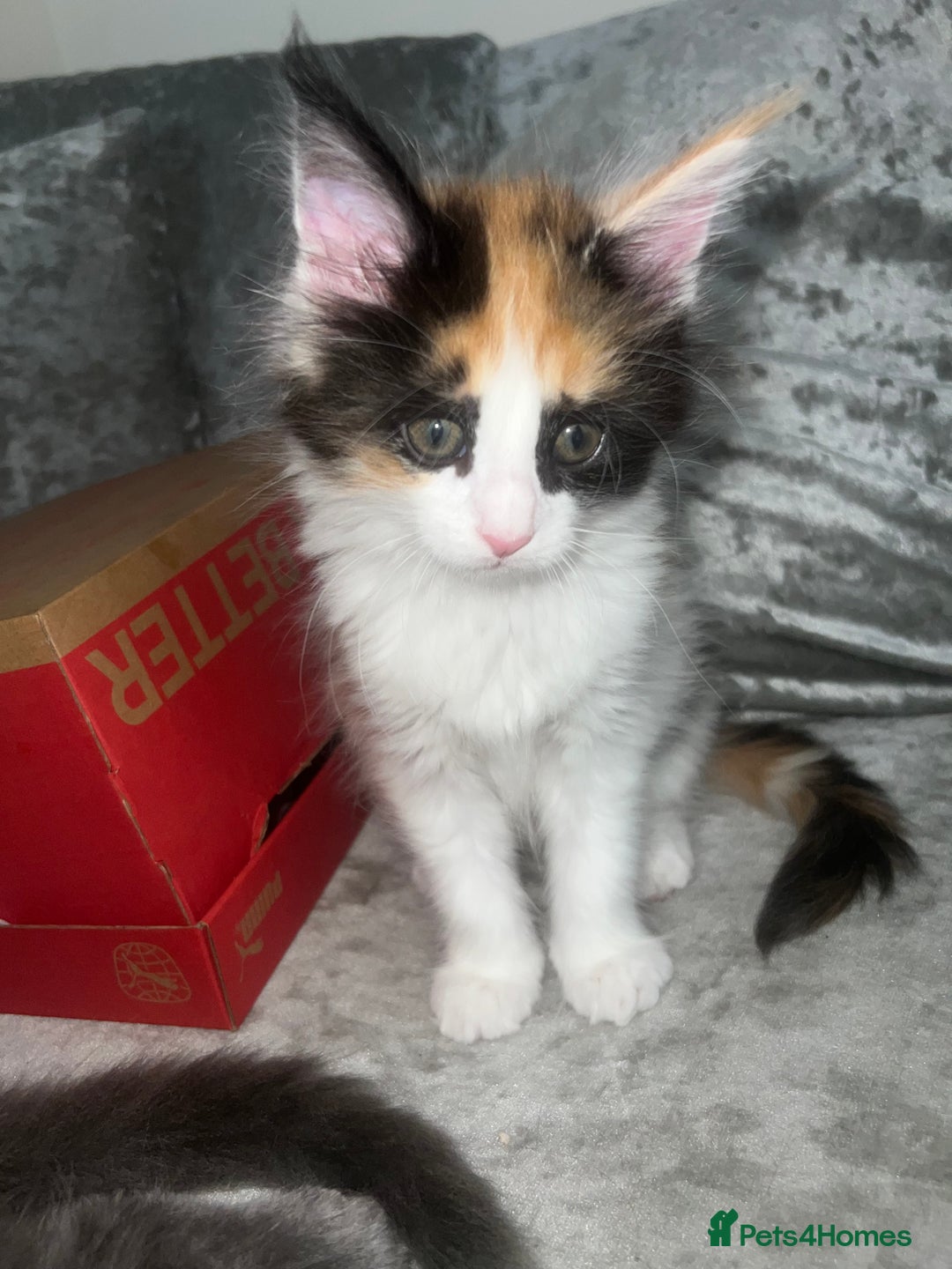 Maine Coon cats for sale: Adorable Maine coons!!! - Image 3