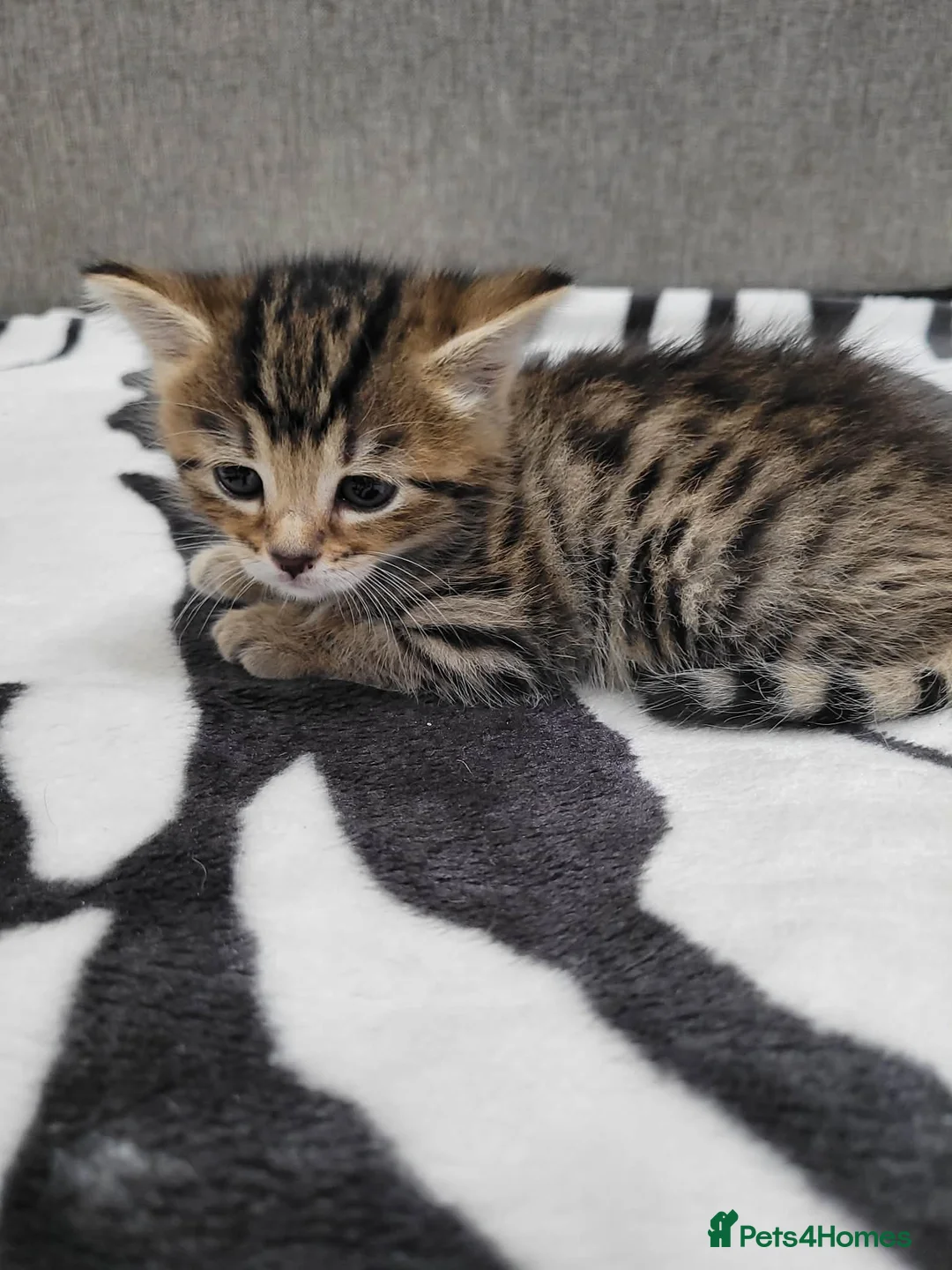 Mixed Breed cats for sale: Adorable Tabby Kittens Looking for Forever Homes - Advert 3