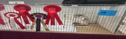 Ragdoll cats for sale: ✨ Beautiful Pedigree Ragdoll Kittens Available ✨ - Advert 16