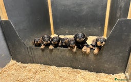 Dachshund dogs for sale: Wirehaired Teckel Bitches  - Image 5