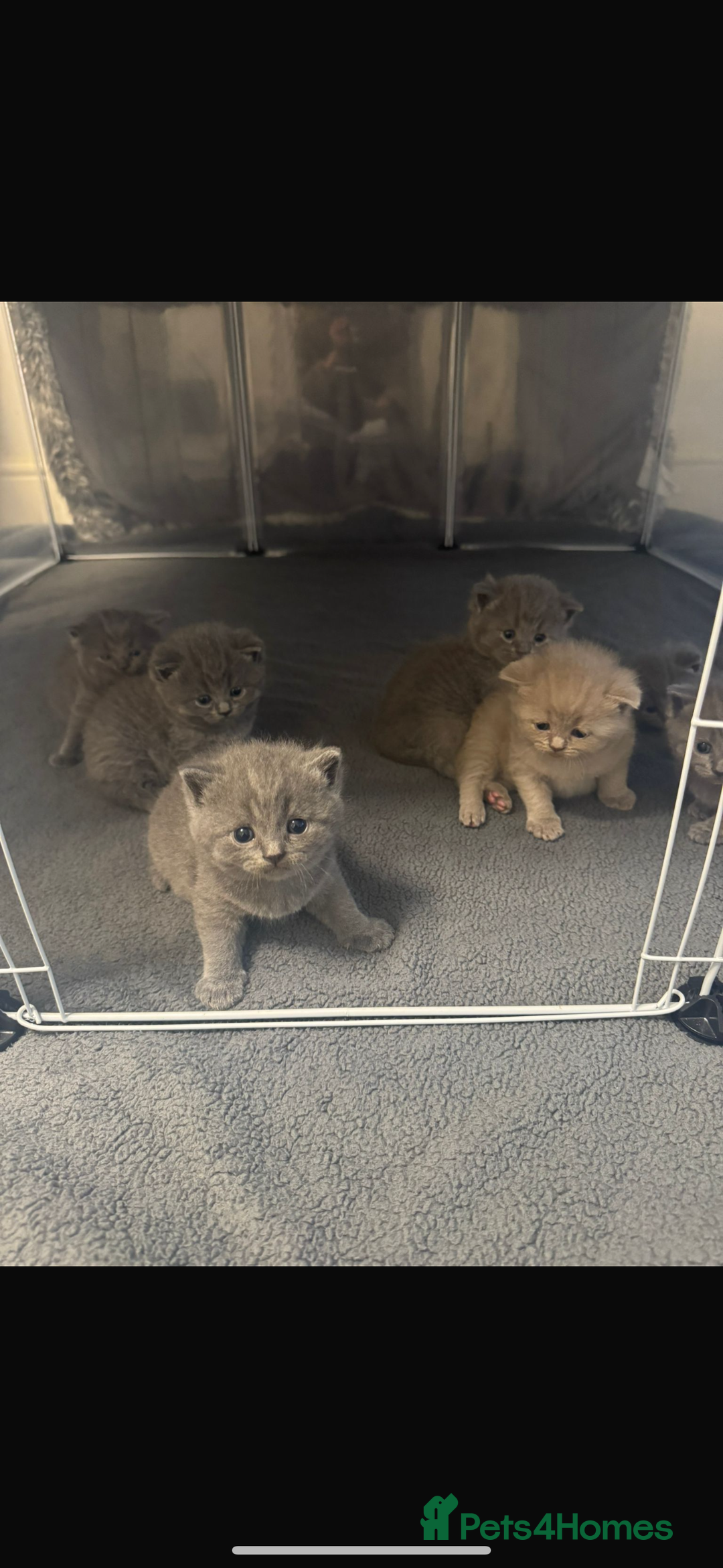 British Shorthair cats for sale: British Short Hair Kittens x7 - Image 1