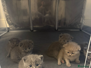 British Shorthair cats - Advert 5