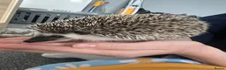 Pygmy Hedgehog rodents for sale: Hedgehog  in Bromley - Advert 2