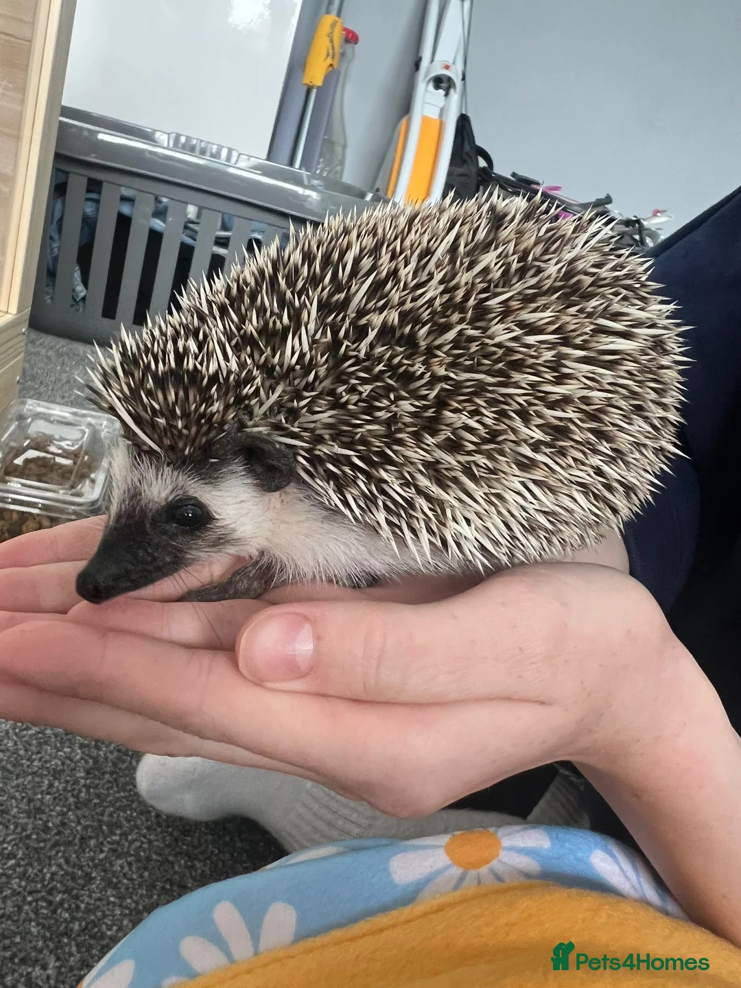 Pygmy Hedgehog rodents for sale: Hedgehog  in Bromley - Advert 2