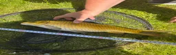 Koi Carp fish for sale: Pond closure in Dudley - Advert 2