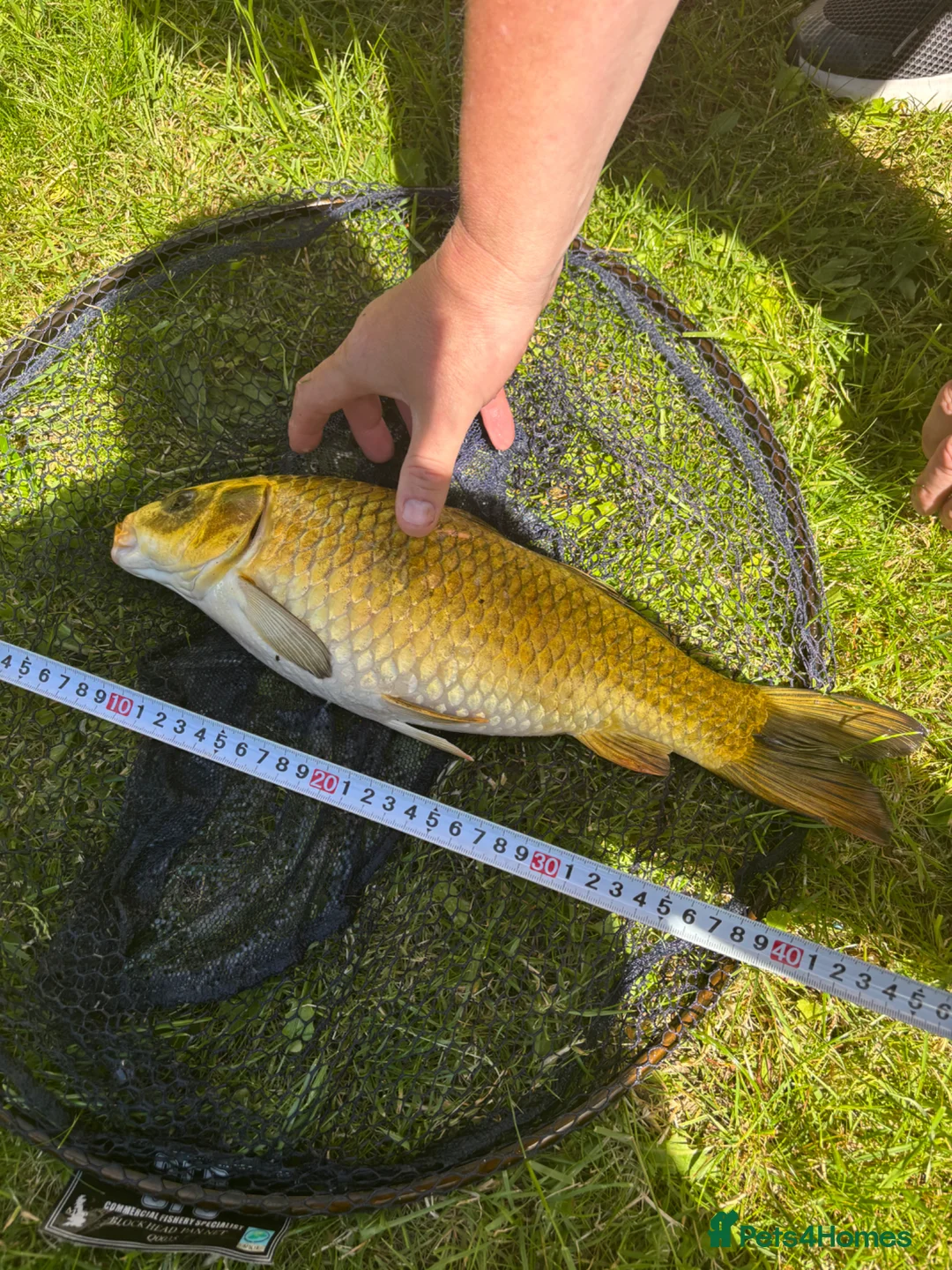 Koi Carp fish for sale: Pond closure in Dudley - Advert 2