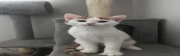 Mixed Breed cats for sale: 5 month old kittens looking for loving home in London - Advert 2