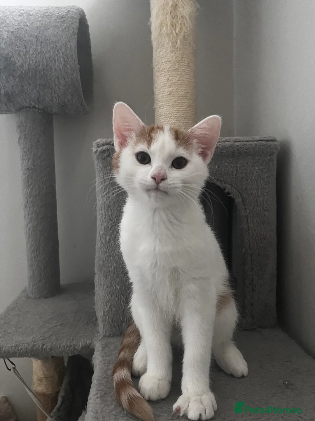 Mixed Breed cats for sale: 5 month old kittens looking for loving home in London - Advert 2