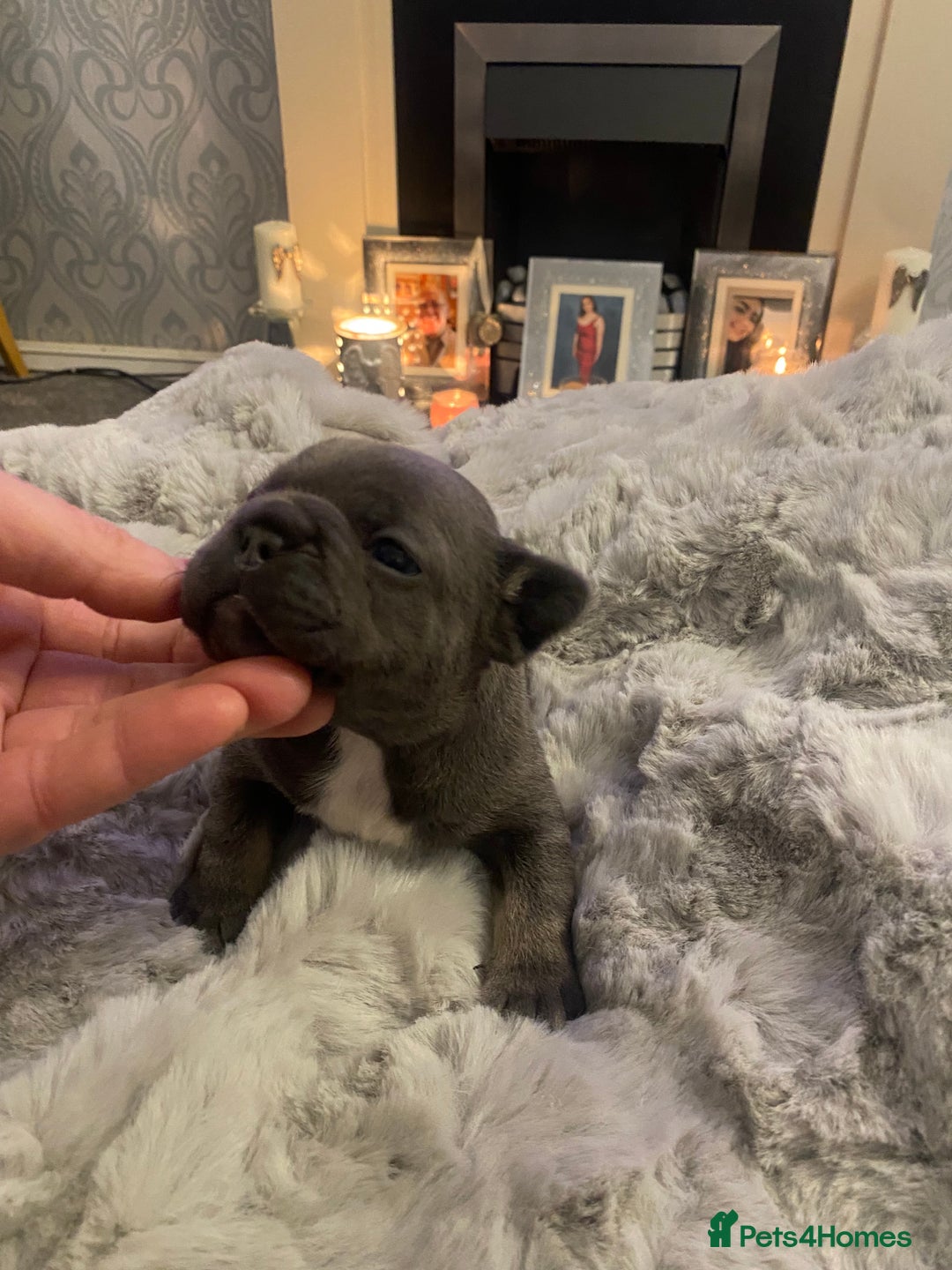 French Bulldog dogs for sale: Stunning chunky French bulldog pups  - Advert 9