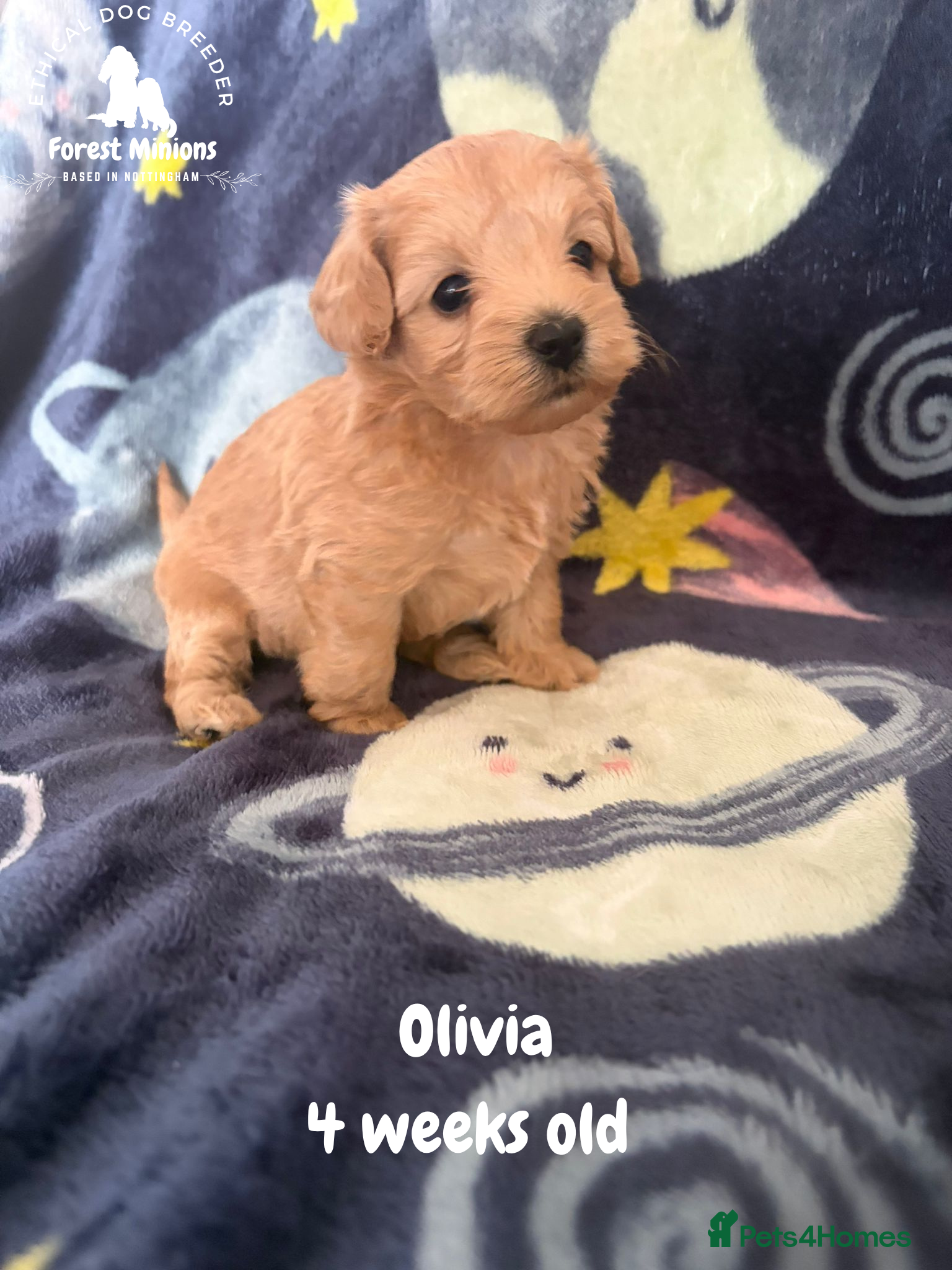 Maltipoo dogs Stunning Maltipoo puppies ❤️ - Advert 2