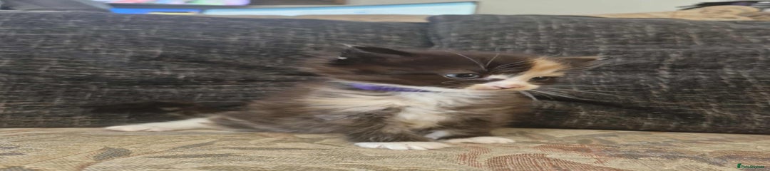 Maine Coon Kitten 6
