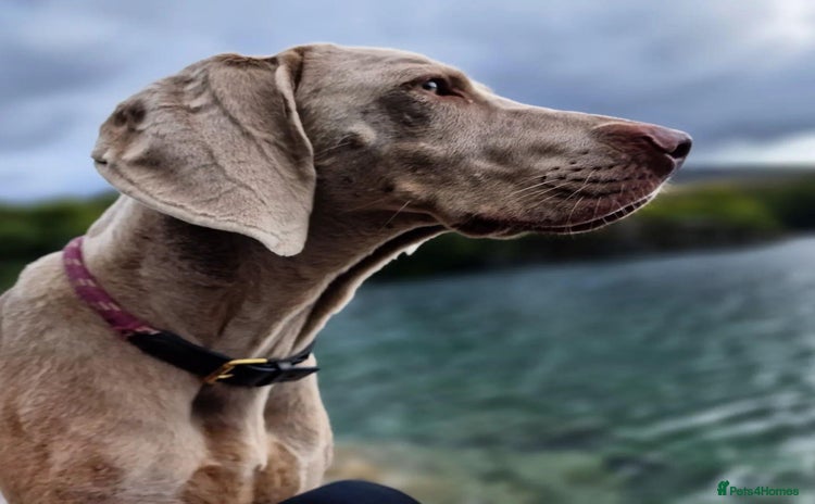 Weimaraner dogs in Holyhead - Advert 15