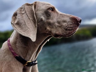 Weimaraner dogs in Holyhead - Advert 12