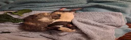 Guinea Pig rodents for sale: Friendly female and male guineapig  in Bournemouth - Advert 9