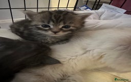 Mixed Breed cats for sale: Siberian x maincoon ready 5th november - Image 8